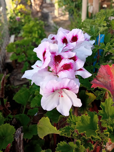 Vivero Punta de Tralca - El Quisco