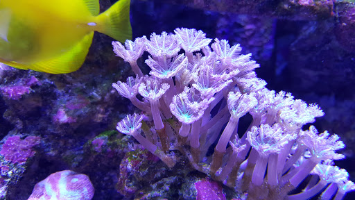 Pet Store «Ark Pet Shop», reviews and photos, 2400 W Lincoln Hwy, Merrillville, IN 46410, USA