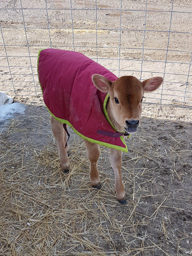 Little Brown Cow