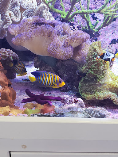 Tropical Fish Store «Amazing Aquariums & Reefs», reviews and photos, 646 E Katella Ave, Orange, CA 92867, USA