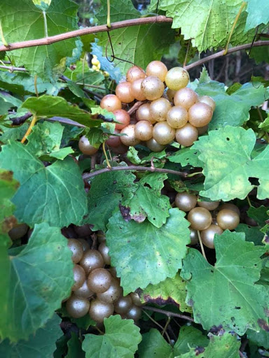 Vineyard «Lu Mil Vineyard», reviews and photos, 438 Suggs-Taylor Rd, Elizabethtown, NC 28337, USA