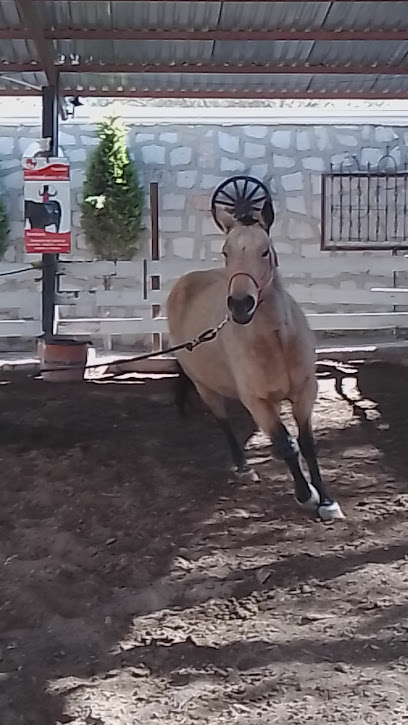 Equestrian Center Terapia, Doma y Monta
