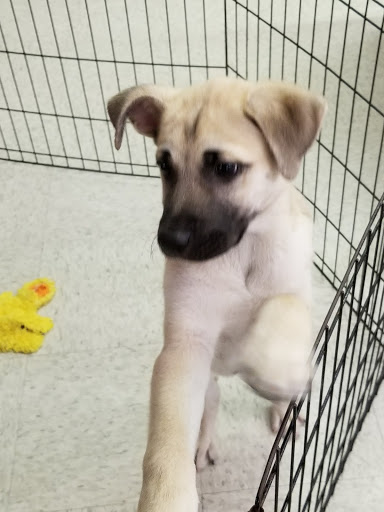 Pet Store «Petland Plano», reviews and photos, 1301 Custer Rd #405, Plano, TX 75075, USA