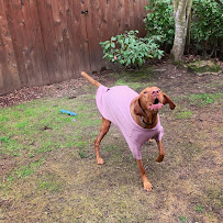 It’s Walkie Time - Photo 6 - Car repair in Beaverton, OR, Portland