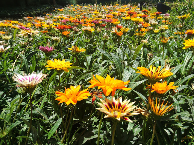 Opiniones de Jardín Pauchard en Paine - Centro de jardinería