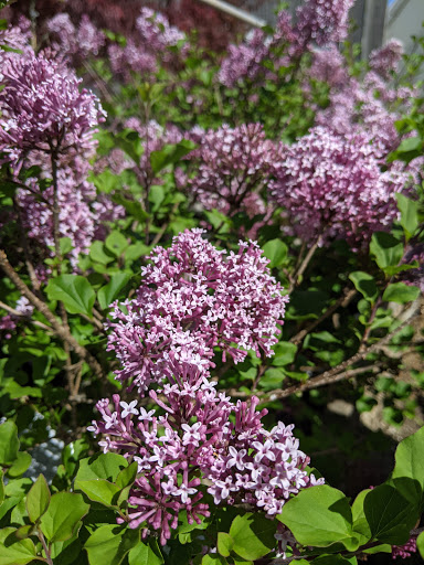 Garden Center «H J Benken Florist & Garden», reviews and photos, 6000 Plainfield Rd, Cincinnati, OH 45213, USA