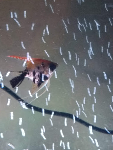 Pet Store «Fish R Us», reviews and photos, 10855 TX-242, Conroe, TX 77385, USA