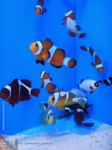 Tropical Fish Store «The Saltwater Junkies», reviews and photos, 9299 W Olive Ave #803, Peoria, AZ 85345, USA