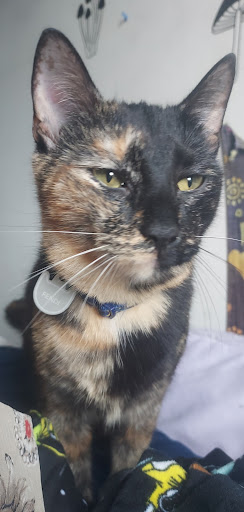 Pet Supply Store «PetSmart», reviews and photos, 131 Town Center Rd, King of Prussia, PA 19406, USA