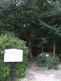 夜泣き椨