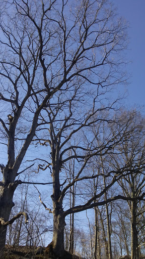 Golf Course «Saxon Woods Golf Course», reviews and photos, 315 Mamaroneck Rd, Scarsdale, NY 10583, USA