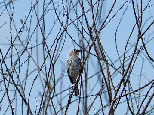 Park «Juno Dunes Natural Area», reviews and photos, 14501 US-1, Juno Beach, FL 33408, USA