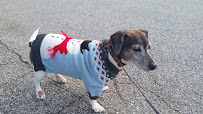 Cheries Pet Sitting - Photo 2 - Car repair in Greer, SC, Greenville