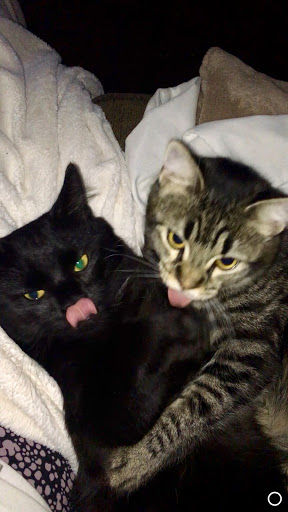 Pet Supply Store «PetSmart», reviews and photos, 950 Hanes Mall Blvd, Winston-Salem, NC 27103, USA