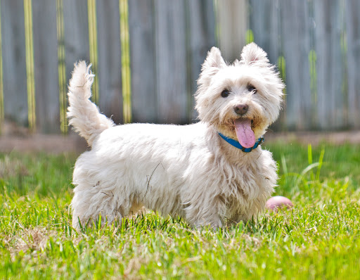 Pet Groomer «The Pet Bow-Tique», reviews and photos, 47 S Central Ave, Oviedo, FL 32765, USA