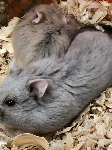 Pet Store «Something Fishy Pets», reviews and photos, 29 Towne Centre Ln, Fox Lake, IL 60020, USA