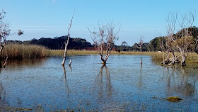 Laguna de Cipreses