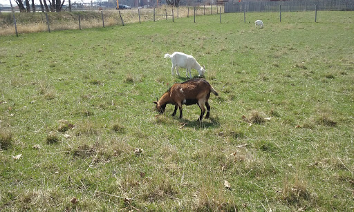 Museum «Gibbs Farm», reviews and photos, 2097 Larpenteur Ave W, St Paul, MN 55113, USA