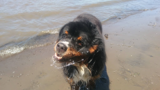 Park «Sellwood Riverfront Park», reviews and photos, SE Oaks Park Way, Portland, OR 97202, USA