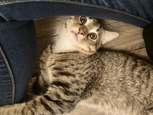 Pet Supply Store «Petco Animal Supplies», reviews and photos, 5925 US-6, Portage, IN 46368, USA