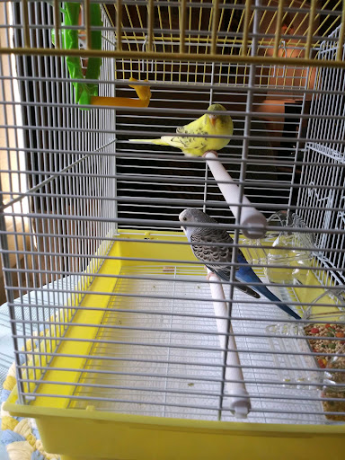 Pet Supply Store «PetSmart», reviews and photos, 17677 Haggerty Rd, Northville, MI 48168, USA