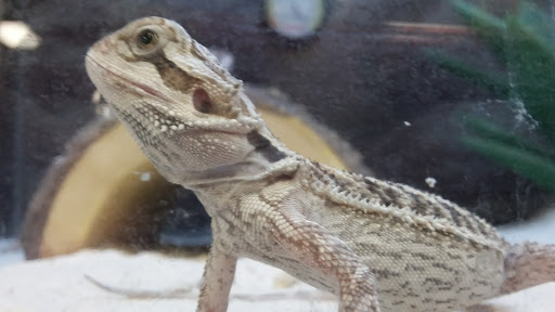 Pet Supply Store «Petco Animal Supplies», reviews and photos, 31419 Pacific Hwy S, Federal Way, WA 98003, USA