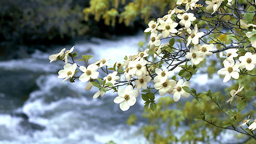 Integrative Psychiatry PLLC