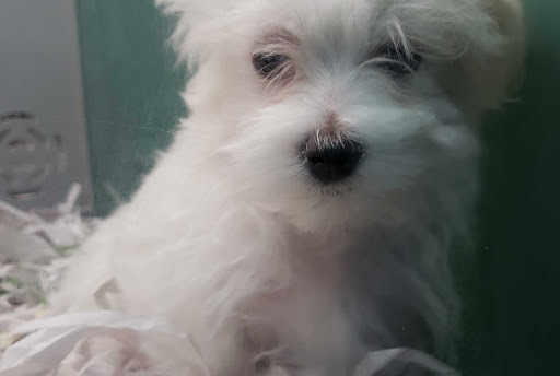 Pet Store «Pet-Go-Round», reviews and photos, 4554 VA-225, Virginia Beach, VA 23462, USA