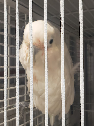 Pet Store «El Granero Pet Shop», reviews and photos, 15700 Atlantic Ave, Compton, CA 90221, USA