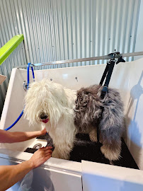 Bone-Ito - Shop for Dapper Dogs & Cats - Photo 9 - Car repair in Reno, NV, Reno