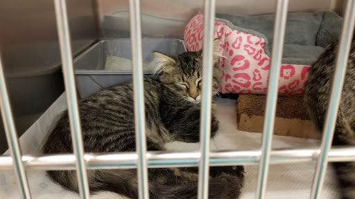 Pet Supply Store «PetSmart», reviews and photos, 4749 Valley View Blvd NW, Roanoke, VA 24012, USA