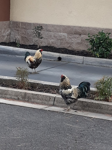 Auto Parts Store «AutoZone», reviews and photos, 1211 Stabler Ln, Yuba City, CA 95993, USA