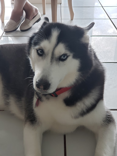 Pet Supply Store «Petco Animal Supplies», reviews and photos, 2565 NE 10th Ct, Homestead, FL 33035, USA