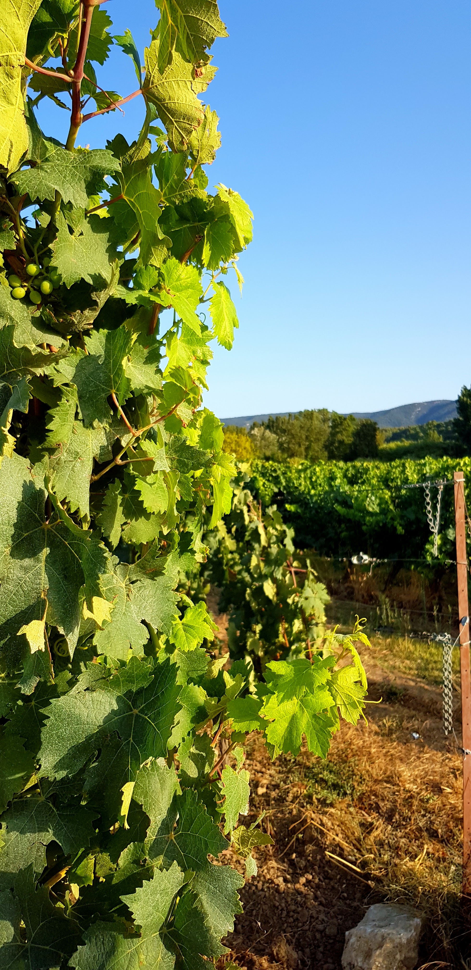 Photo n° 3 de l'avis de Fabiani.a fait le 11/08/2020 à 21:14