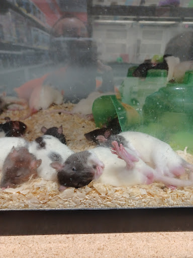 Pet Groomer «We Lov Pets», reviews and photos, 3853 Northpointe Dr, Zanesville, OH 43701, USA