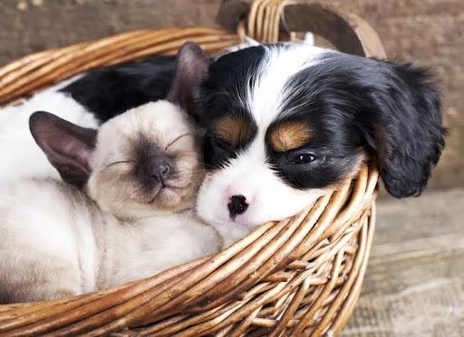 25W571 Lake St, Roselle, IL 60172, USA