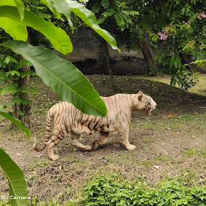 Zoological Garden, Alipore Zoo