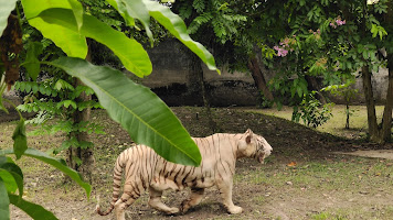 Zoological Garden, Alipore Zoo - Tiger enclosure Photos