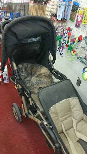 Thrift Store «Animals In Need Thrift Store», reviews and photos, 2520 NE Vivion Rd, Kansas City, MO 64118, USA