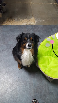 Dogtropolis - Photo 2 - Car repair in Greenwood, IN, Indianapolis