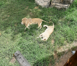 Cango Wildlife Ranch photo