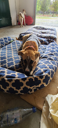 Petco - Photo 3 - Car repair in Redding, CA, Redding