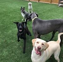 A Paw Above - Car repair in Hollywood, FL, Hialeah - Rated 4.0/5