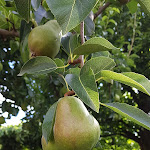 Photo n°4 de l'avis de H... fait le 30/07/2020 à 07:16 sur le  Hotel St.Anton à Völs am Schlern