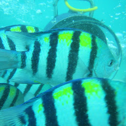 zooka dive and watersports - Watersports di Tanjung Benoa,Bali Murah