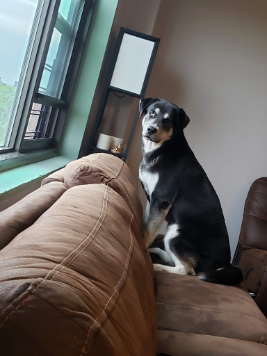 Pet Store «Cross Bronx Pet Shop», reviews and photos, 2064 Cross Bronx Expy, Bronx, NY 10472, USA