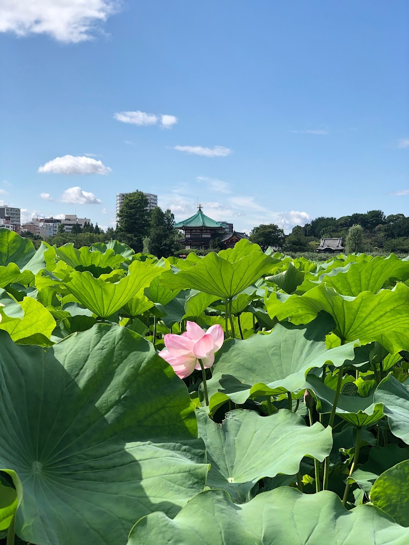 不忍池 蓮池 東京都台東区上野公園 景勝地 公園 グルコミ