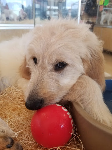 Pet Store «Perfect Pets», reviews and photos, 6840 S University Blvd #410, Centennial, CO 80122, USA