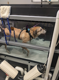 Theravet Acres Rehabilitation & Fitness - Photo 3 - Car repair in Webster, NY, Rochester