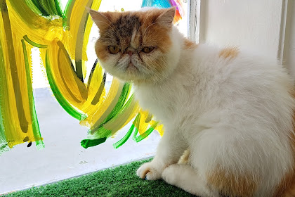 dog days and cat naps johnston ia